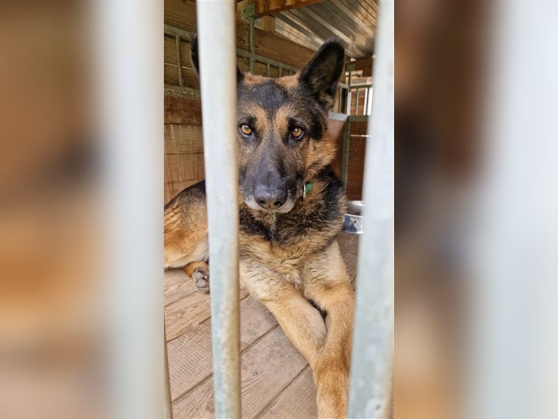 Mustang - Traumhafter Schäferhund, ca 5-6 Jahre