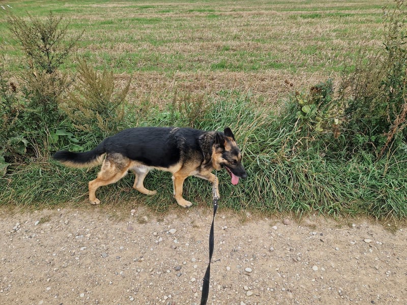Mustang - Traumhafter Schäferhund, ca 5-6 Jahre