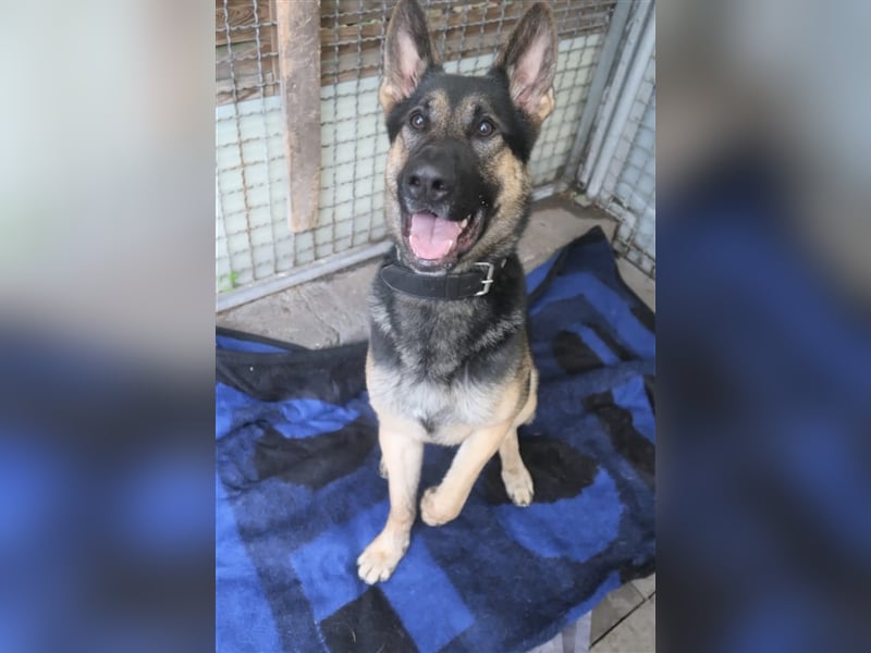 „Klaus“, Schäferhund, geb. Ende 2021, sucht ein stabiles und ruhiges Zuhause