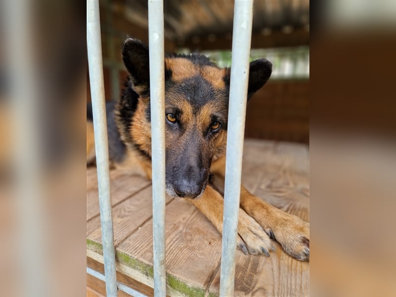 Mustang - Traumhafter Schäferhund, ca 5-6 Jahre