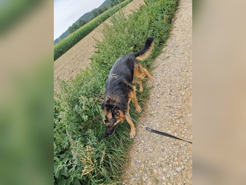 Mustang - Traumhafter Schäferhund, ca 5-6 Jahre