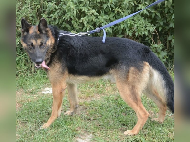 Mustang - Traumhafter Schäferhund, ca 5-6 Jahre