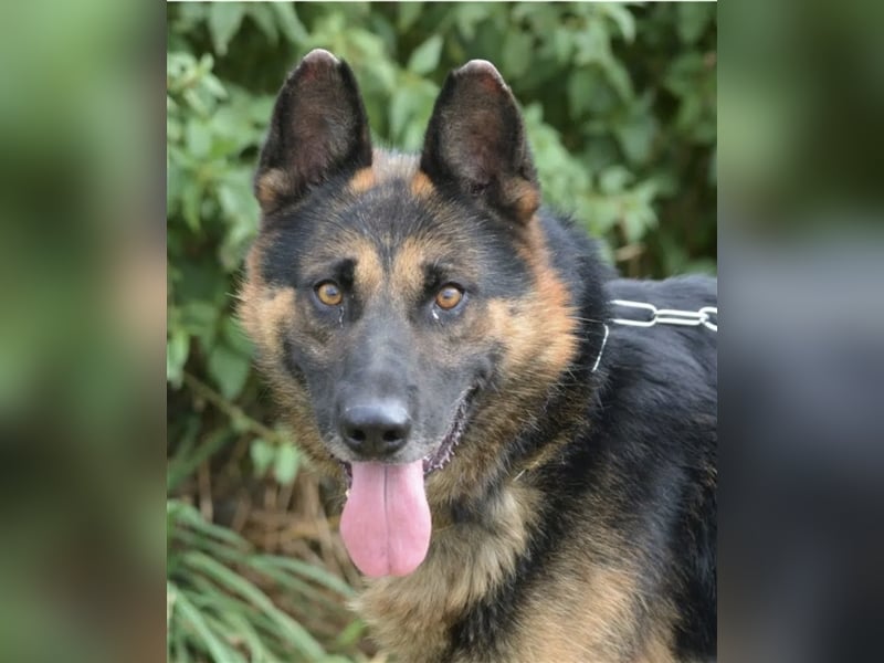 Mustang - Traumhafter Schäferhund, ca 5-6 Jahre