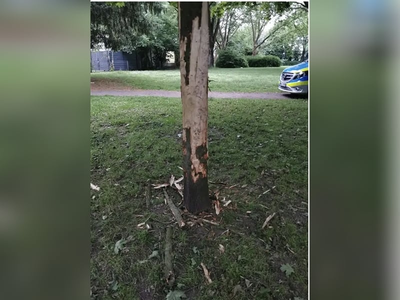 „Klaus“, Schäferhund, geb. Ende 2021, sucht ein stabiles und ruhiges Zuhause