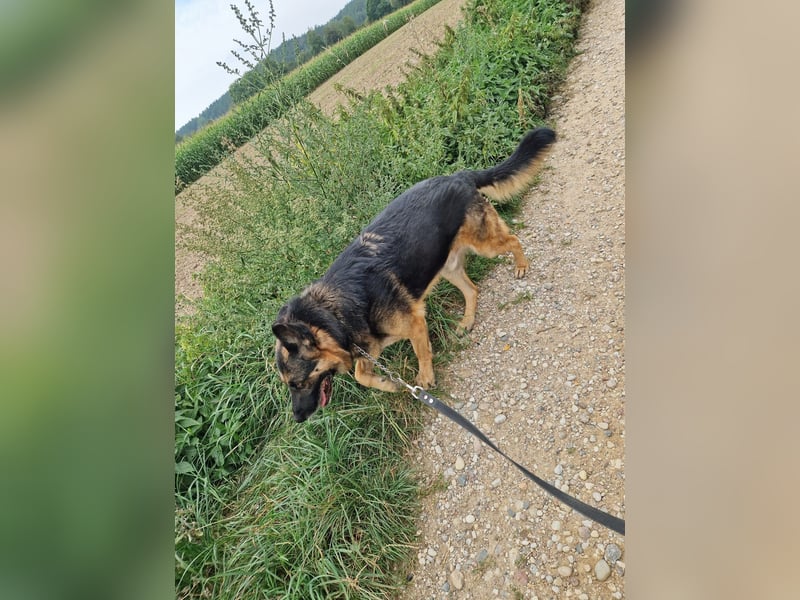 Mustang - Traumhafter Schäferhund, ca 5-6 Jahre
