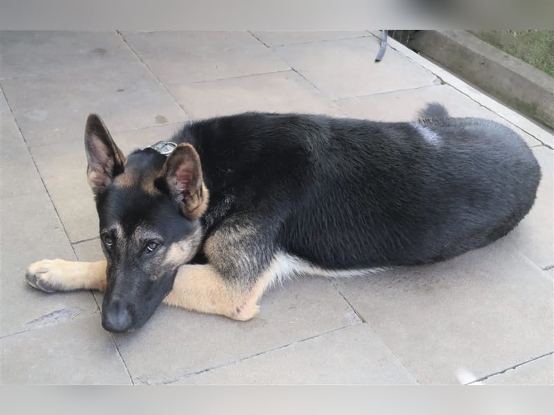 „Klaus“, Schäferhund, geb. Ende 2021, sucht ein stabiles und ruhiges Zuhause