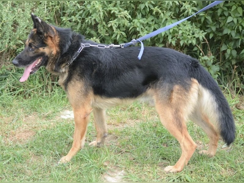 Mustang - Traumhafter Schäferhund, ca 5-6 Jahre