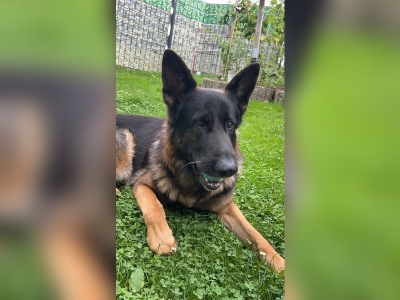 Nugget sucht ein neues Zuhause