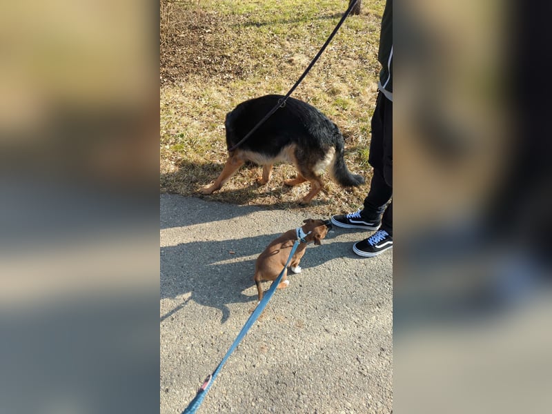 Nugget sucht ein neues Zuhause