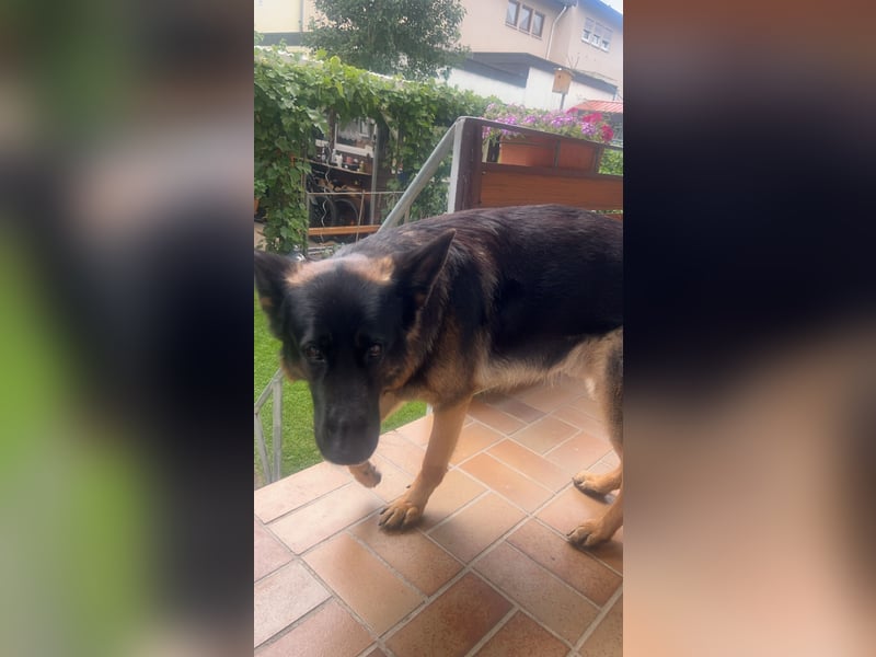Nugget sucht ein neues Zuhause