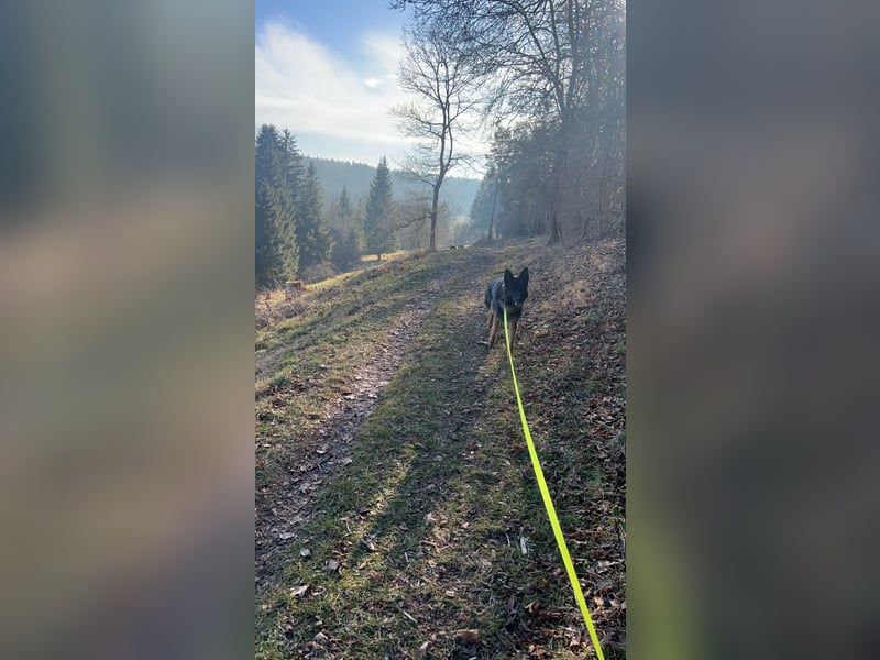 Nugget sucht ein neues Zuhause