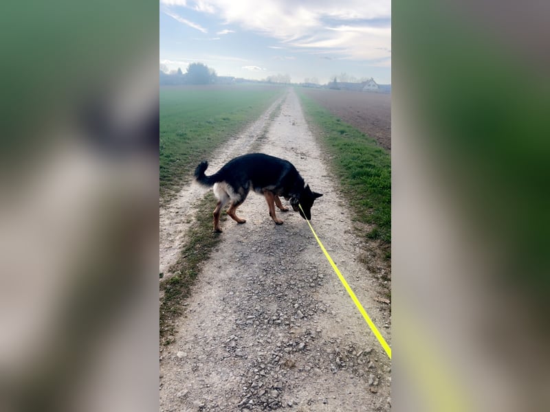 Nugget sucht ein neues Zuhause