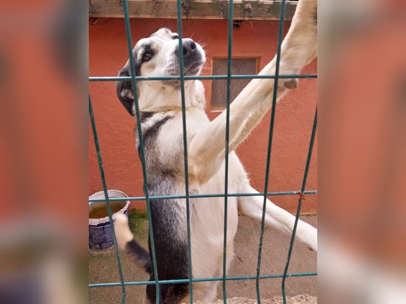 Cody sucht einfühlsame Menschen
