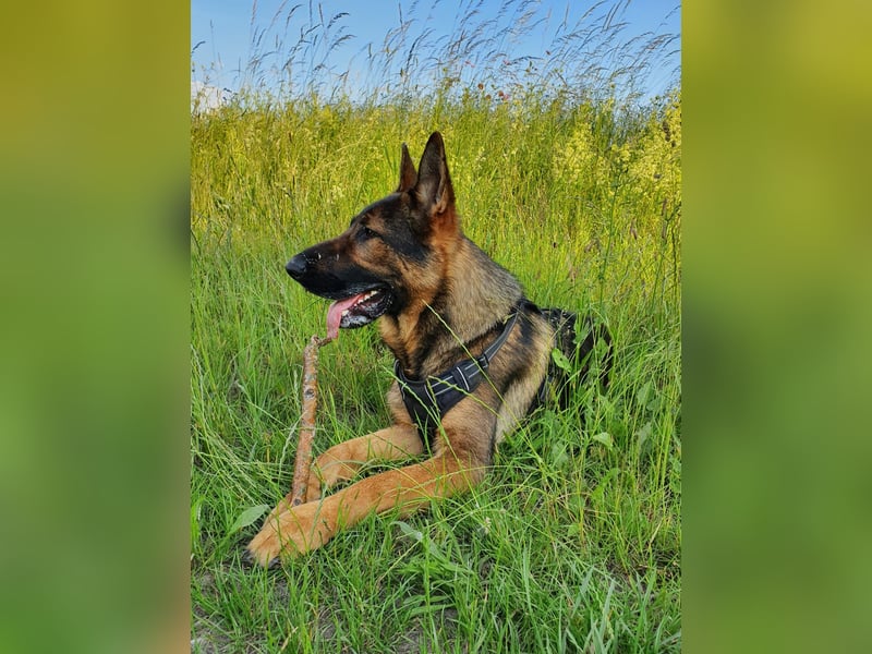 Schäferhund Deckrüden