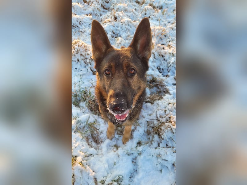 Schäferhund Deckrüden