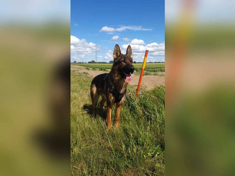 Schäferhund Deckrüden