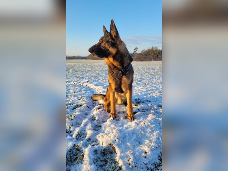 Schäferhund Deckrüden