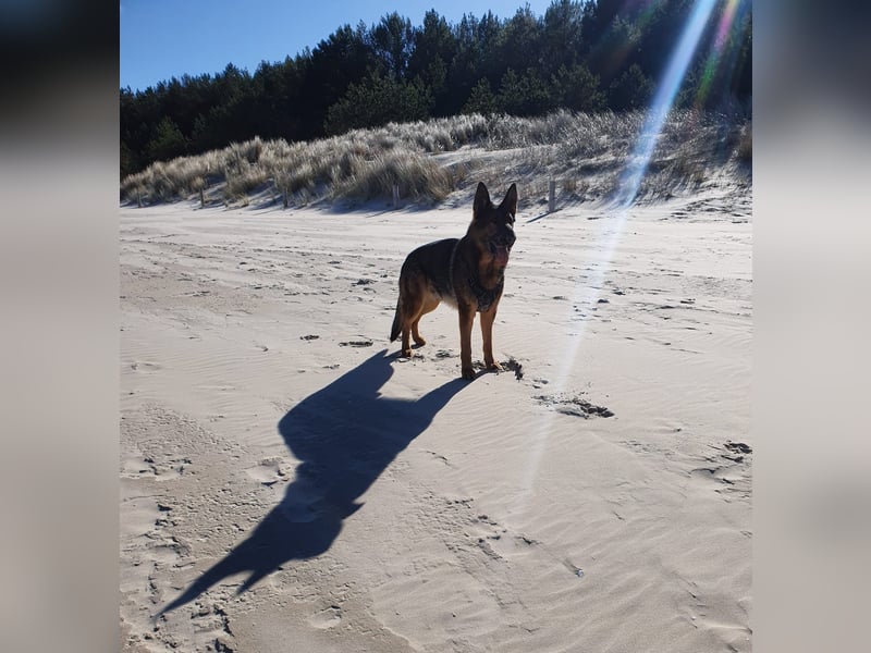 Schäferhund Deckrüden