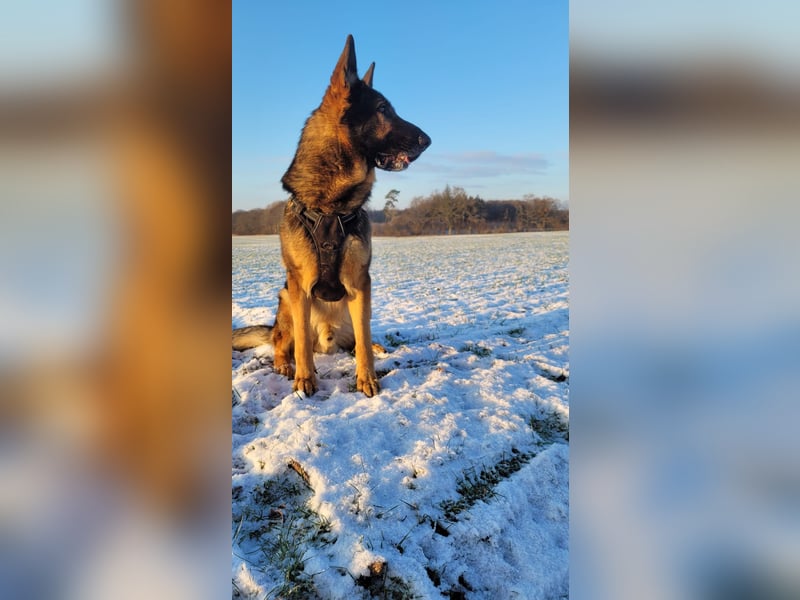Schäferhund Deckrüden