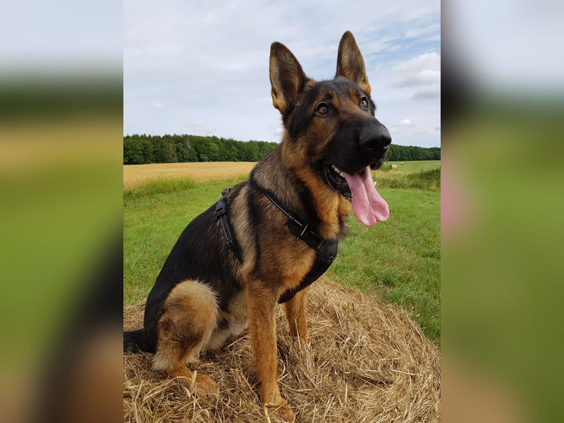 Schäferhund Deckrüden