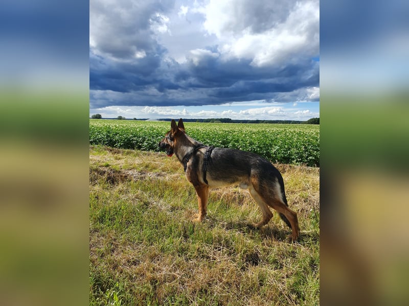 Schäferhund Deckrüden