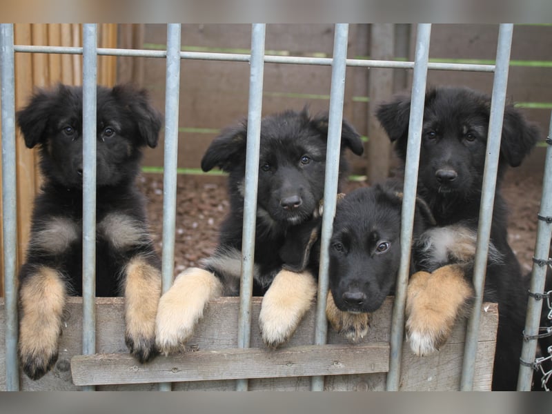 Deutsche Schäferhund Welpen - gerader Rücken - zu verkaufen