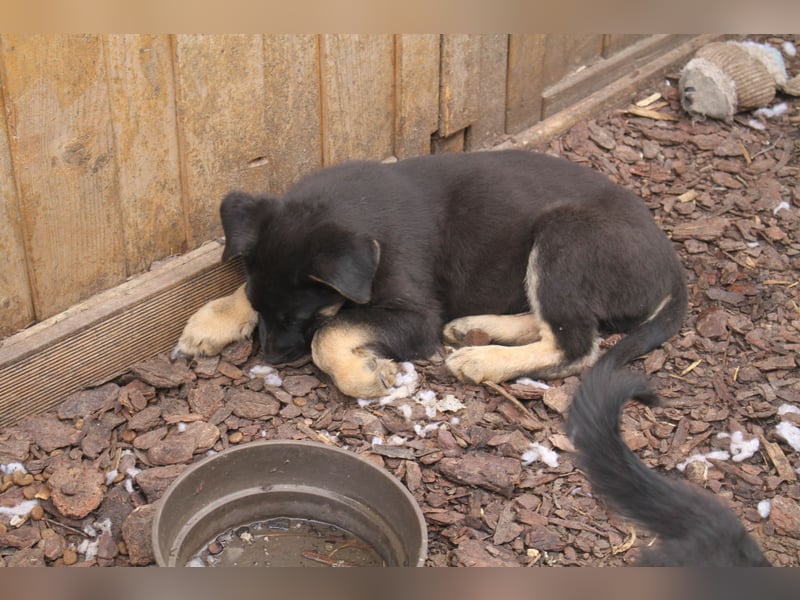 Deutsche Schäferhund Welpen - gerader Rücken - zu verkaufen