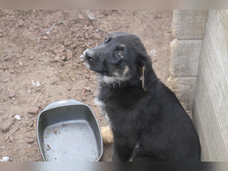 Deutsche Schäferhund Welpen - gerader Rücken - zu verkaufen