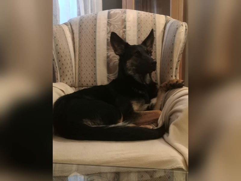 Deutsche Schäferhund Welpen - gerader Rücken - zu verkaufen