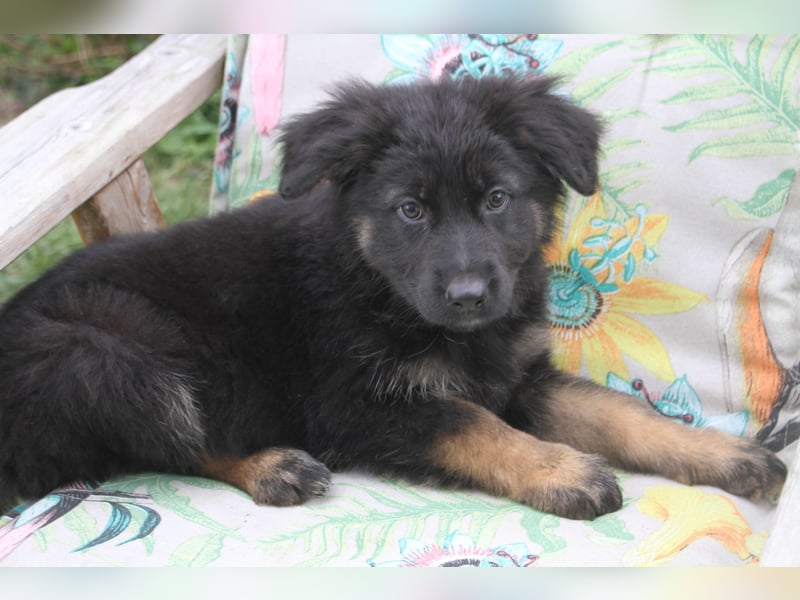 Deutsche Schäferhund Welpen - gerader Rücken - zu verkaufen
