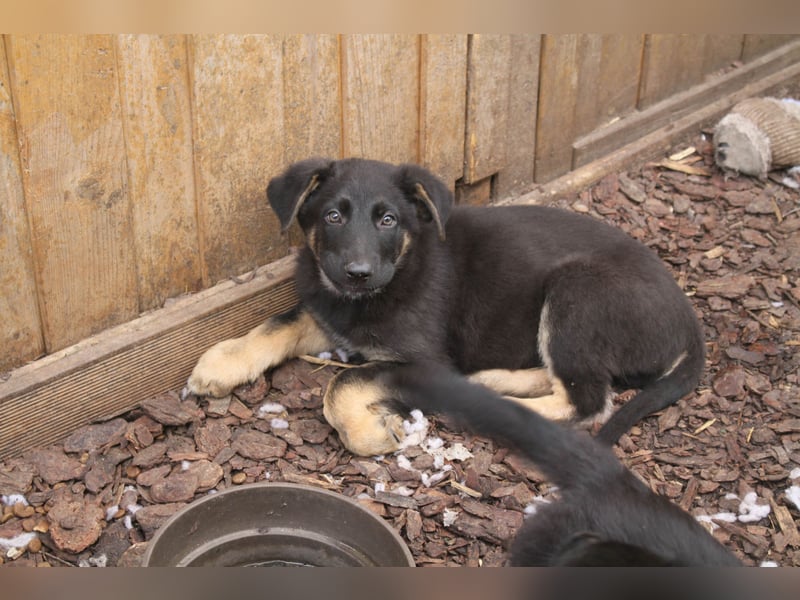 Deutsche Schäferhund Welpen - gerader Rücken - zu verkaufen