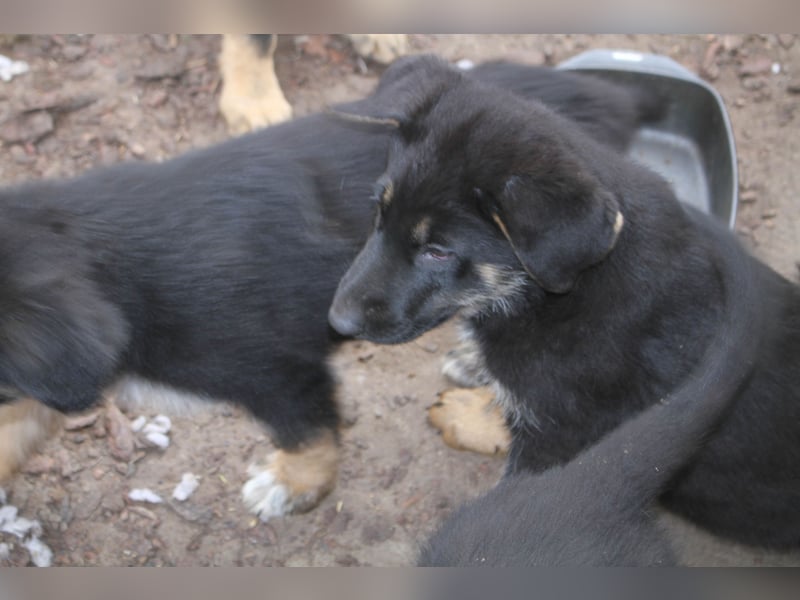 Deutsche Schäferhund Welpen - gerader Rücken - zu verkaufen