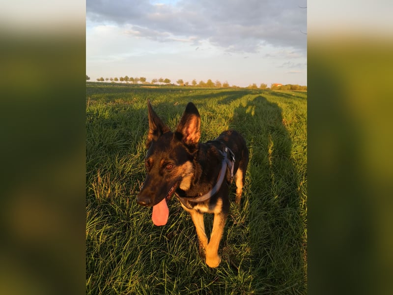 Deutsche Schäferhund Welpen - gerader Rücken - zu verkaufen