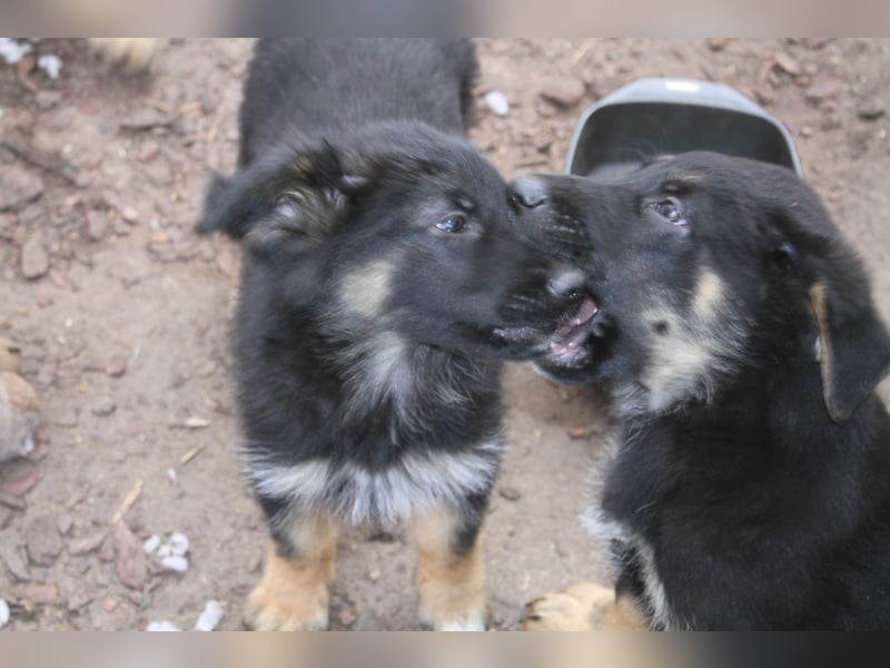 Deutsche Schäferhund Welpen - gerader Rücken - zu verkaufen