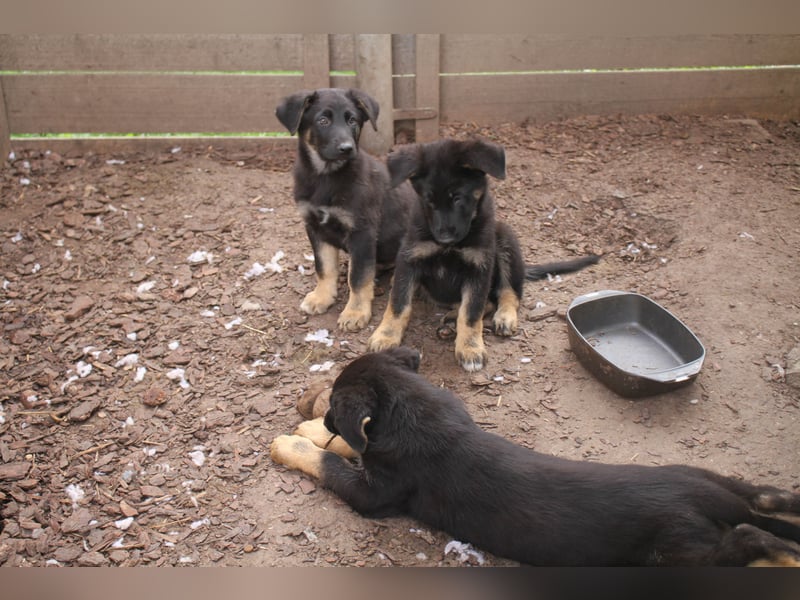 Deutsche Schäferhund Welpen - gerader Rücken - zu verkaufen