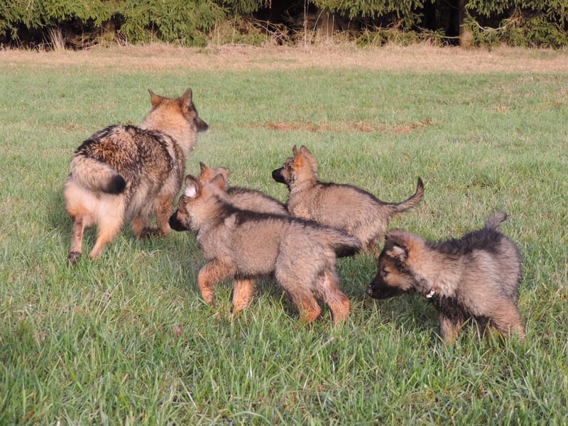 Deutsche Schäferhunde Langstockhaar m.P. gerader Rücken