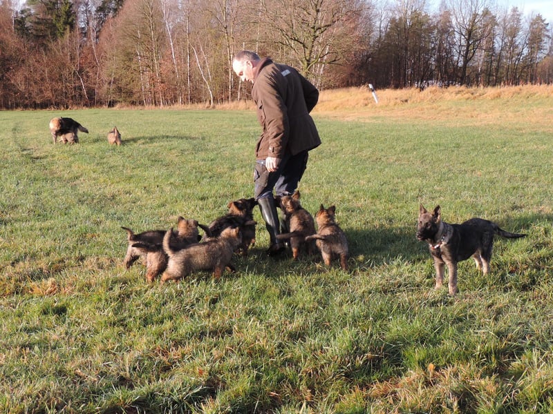 Deutsche Schäferhunde Langstockhaar m.P. gerader Rücken