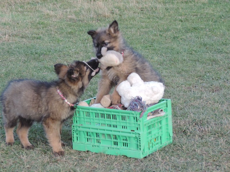 Deutsche Schäferhunde Langstockhaar m.P. gerader Rücken