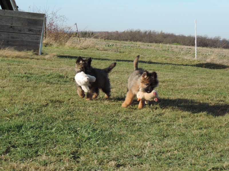 Deutsche Schäferhunde Langstockhaar m.P. gerader Rücken