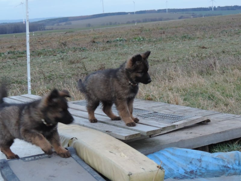 Deutsche Schäferhunde Langstockhaar m.P. gerader Rücken