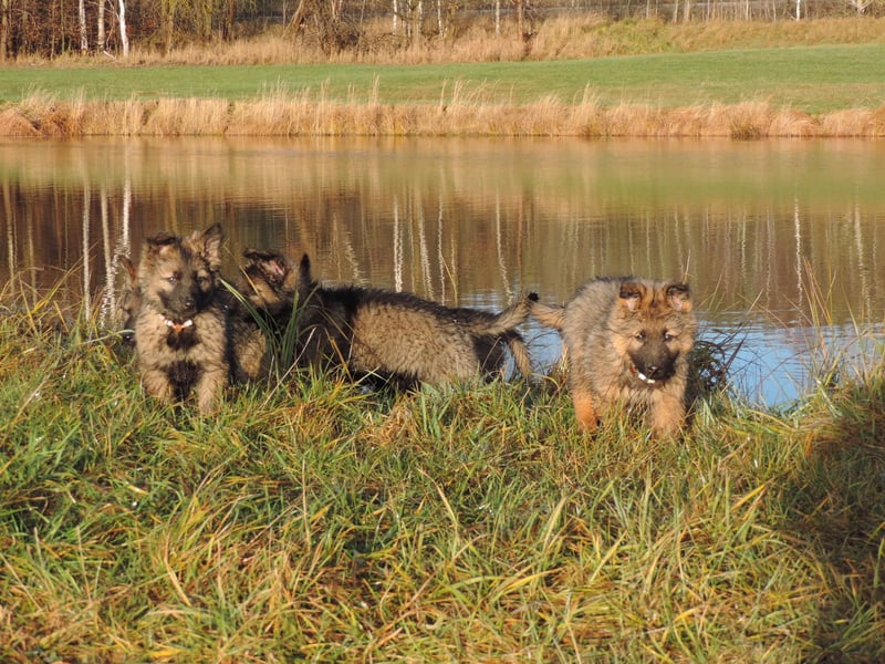 Deutsche Schäferhunde Langstockhaar m.P. gerader Rücken