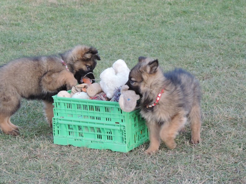 Deutsche Schäferhunde Langstockhaar m.P. gerader Rücken