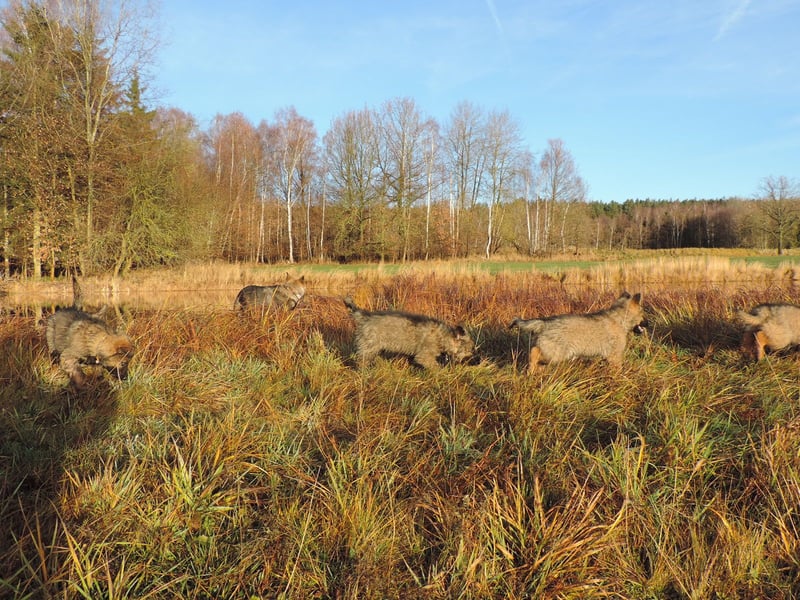 Deutsche Schäferhunde Langstockhaar m.P. gerader Rücken