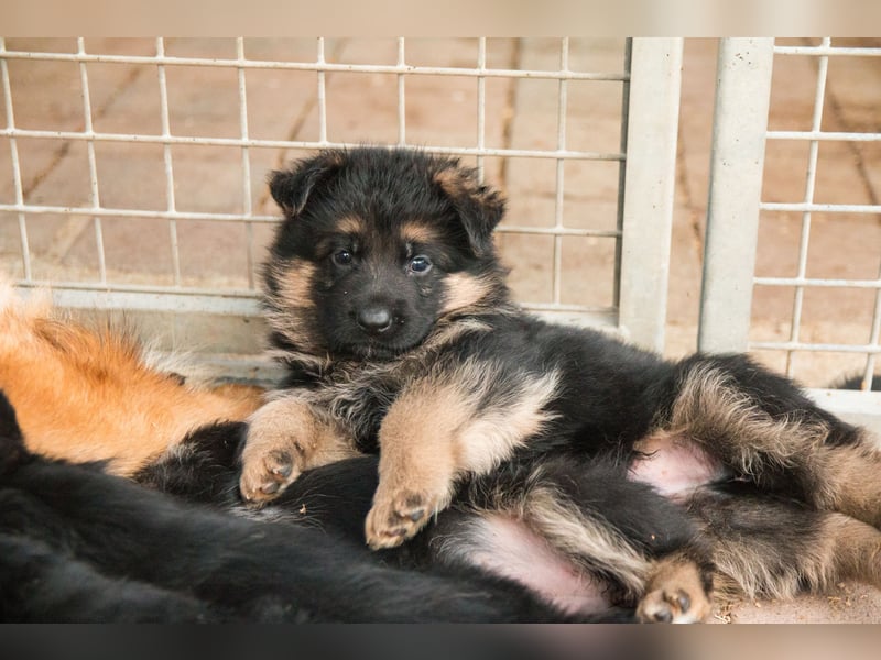 Deutsche Schäferhund- Welpen