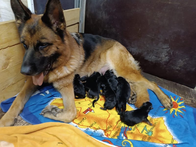 Deutsche Schäferhund- Welpen
