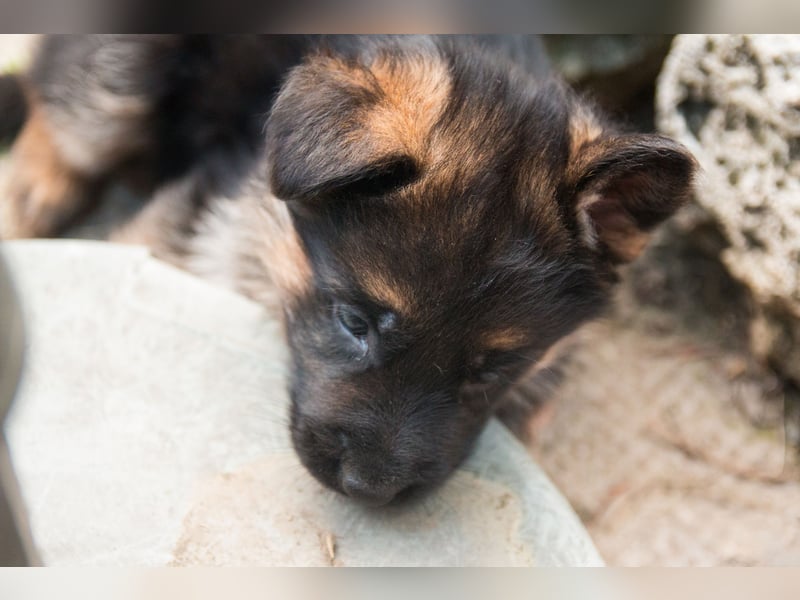 Deutsche Schäferhund- Welpen
