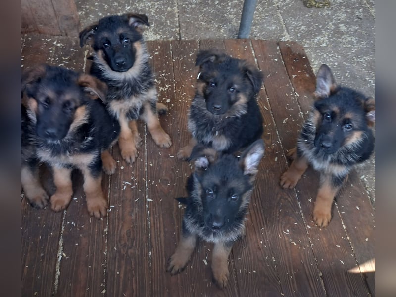 Schäferhund-Welpen 1 Rüde, 8 Hündinnen zu verkaufen