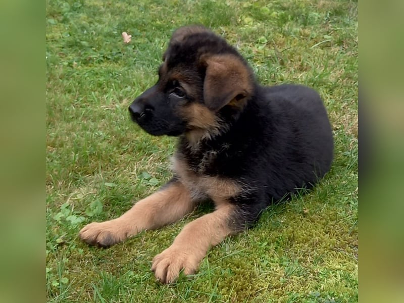Schäferhund-Welpen 1 Rüde, 8 Hündinnen zu verkaufen