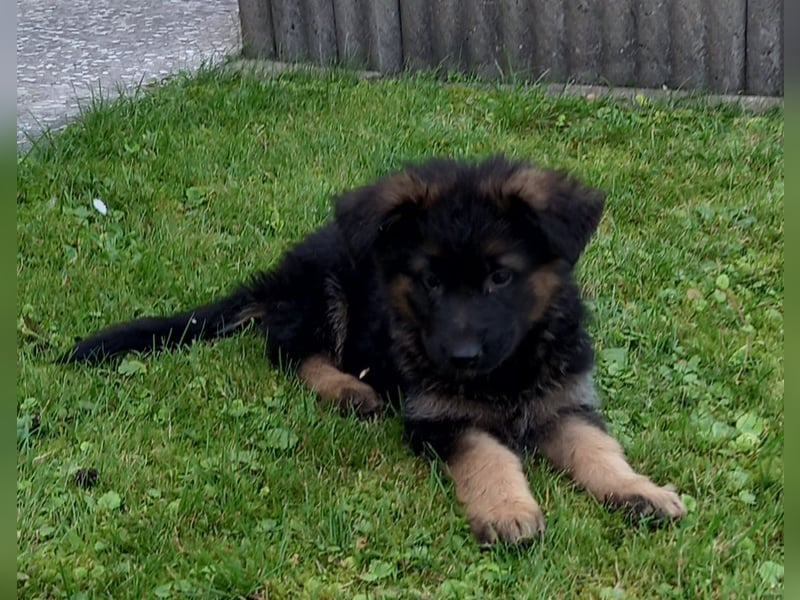 Schäferhund-Welpen 1 Rüde, 8 Hündinnen zu verkaufen