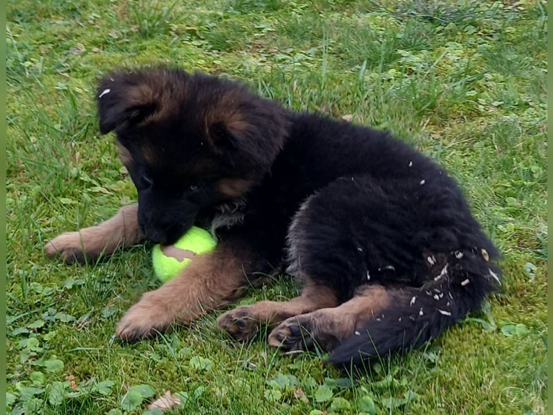 Schäferhund-Welpen 1 Rüde, 8 Hündinnen zu verkaufen